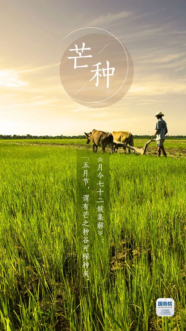 今日芒种 | 芒种忙,麦又黄